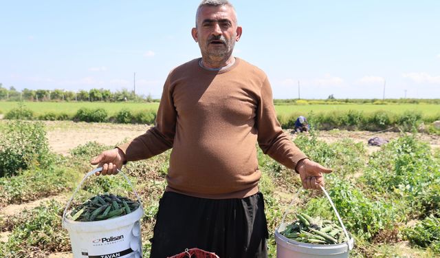 Hamsi Değil, Bezelye