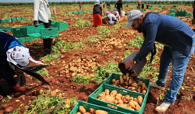 Adana’da Patates Alarmı: Rekolte Düştü, Fiyat Yükseldi