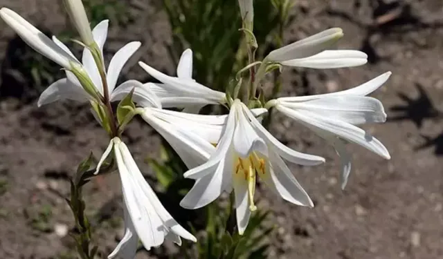 Kozan’da 'Beyaz Altın' Dönemi:  Akzambak Seferberliği