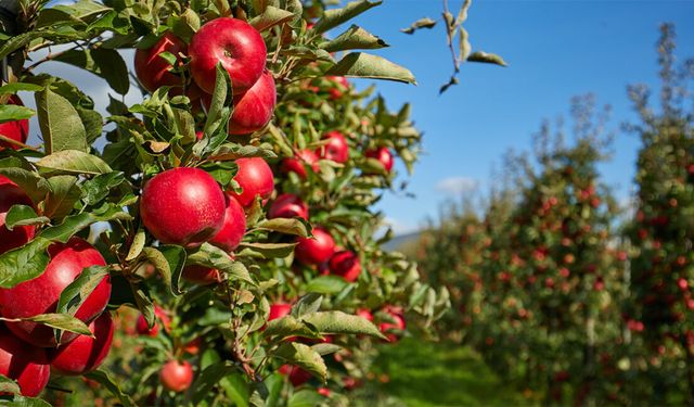 Elma Üreticisi Alarm Veriyor: Maliyetler Katlandı, Zirai Don Tehlikesi Bitmedi