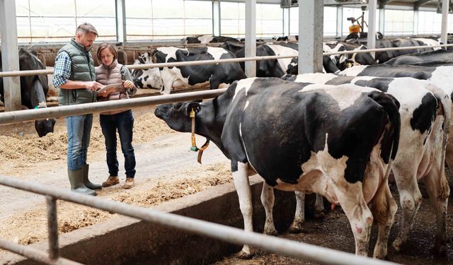 Maliyetler Katlanıyor.. Süt Üretimi Düşüyor....