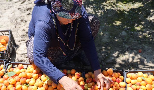 Hasat Zamanı: Kozan’da Kayısı Mesaisi Başladı
