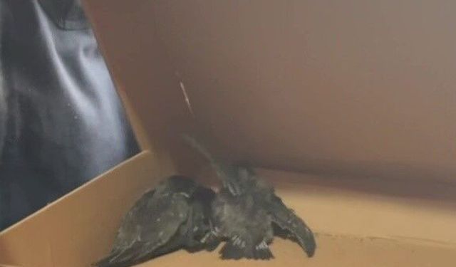 Adana’da Seferberlik! Havalandırma Borusundaki Kuşlar İçin Zamanla Yarış