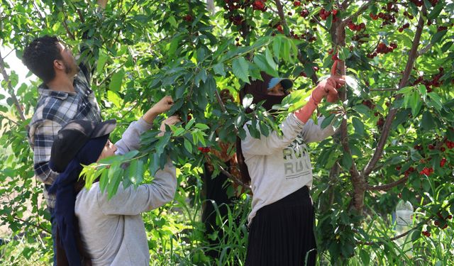 İspanya'dan Adana'ya Kiraz Hasadı