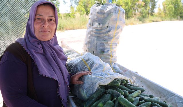 Adana  Ata Tohumu Salatalığı Hasadı Başladı