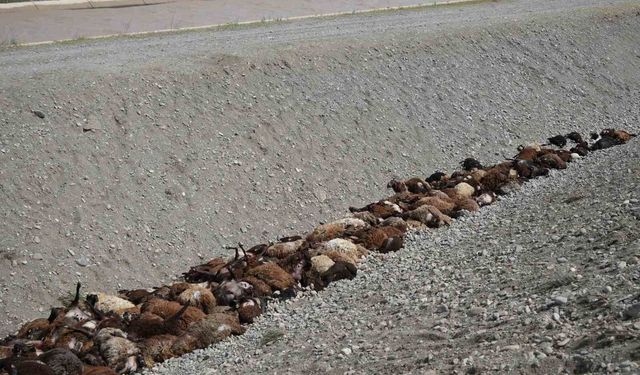 Iğdır'daki arı saldırısının ardından bölgede hasar tespiti sürüyor