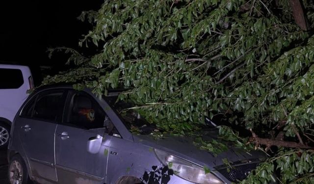 Otomobil ve traktör fırtınada devrilen ağacın altında kaldı