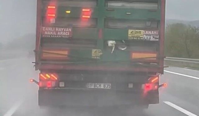 Otoyolda tırdan sarkan tavuklar kameraya yansıdı