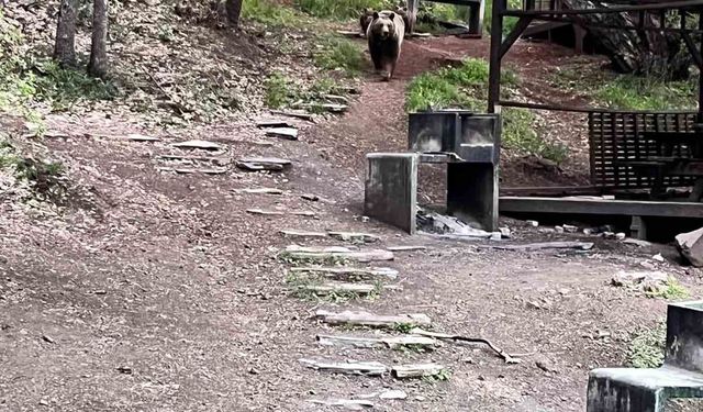 Soğuksu Milli Parkı'nda ayı ailesi görüntülendi