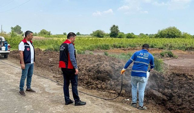 Adana’da Akdeniz Meyve Sineği Alarmı: İlaçlama Çalışmaları Sürüyor