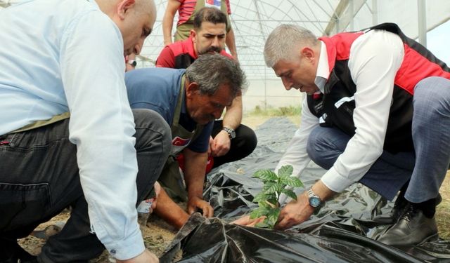 Adana’da Bir İlk: Kahve Üretimi İçin İlk Fidan Toprakla Buluştu