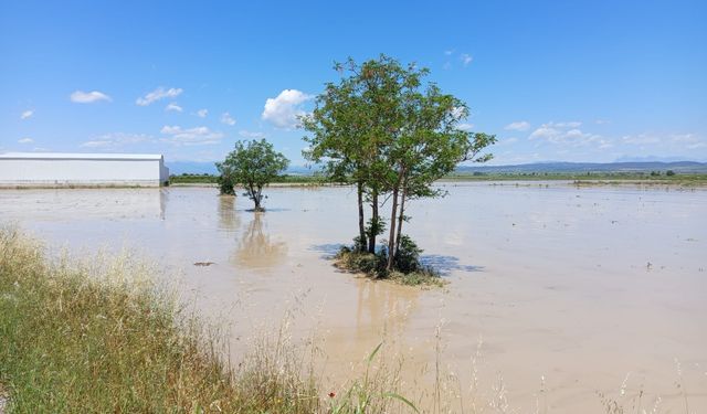 Çukurova'da Tarlalar Sular Altında: Çiftçi Feryat Ediyor