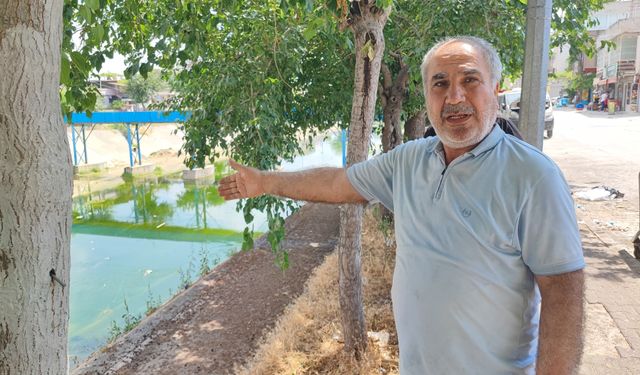 Adana'da Sinek Kâbusu!