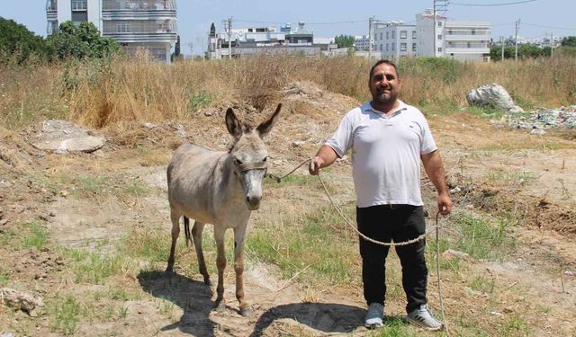 Adanalılar Seferber Oldu! Sahipsiz 2 Eşeğin Sahibini Arıyorlar