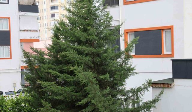Adana'nın Kuzey İlçelerinde Fırtına ve Yağış Hasara Neden Oldu