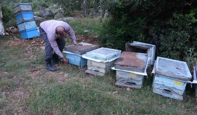 Kozan'da Bal Üretimi ve Arıcılık: Yayla Sezonu Başladı