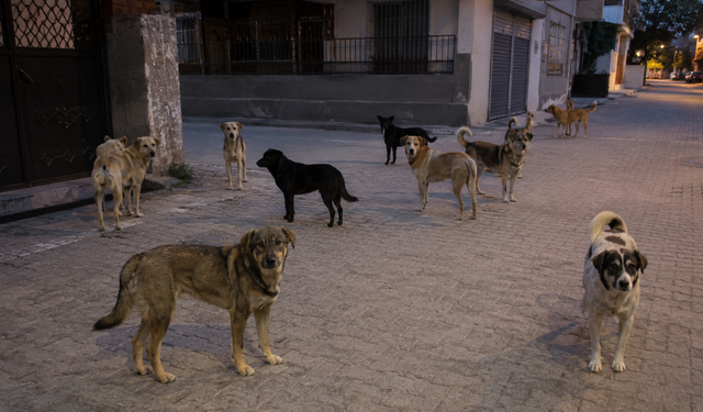 Adana’da Sokak Köpeği Endişesi: Mahalle Sakinleri Çözüm Bekliyor