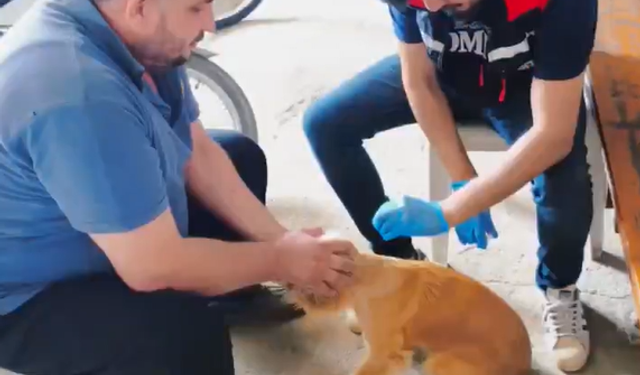 Adana Evcil Hayvan Mikroçip Uygulaması Başladı