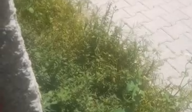 Adana'nın Göbeğinde Ot İstilası! Mahalle Sakinleri Tepkili