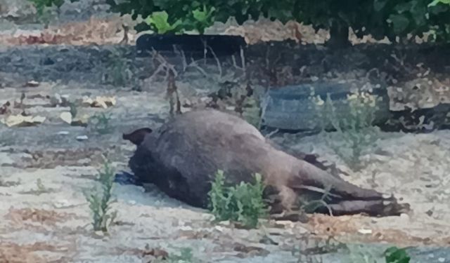 Adana'da Mahalleyi Yaban Domuzu Alarmı! Evin Bahçesine Girince Panik Yaşandı