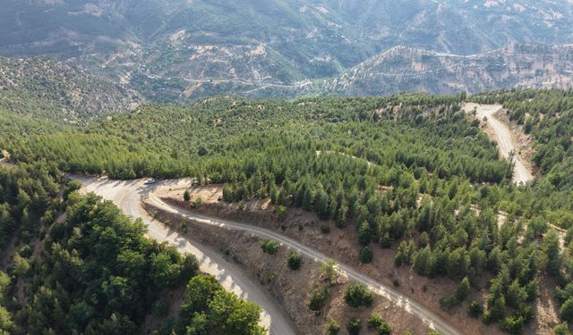 Bir Avuç Tohumdan Dev Bir Ormana! Feke'de Örnek Başarı Hikâyesi