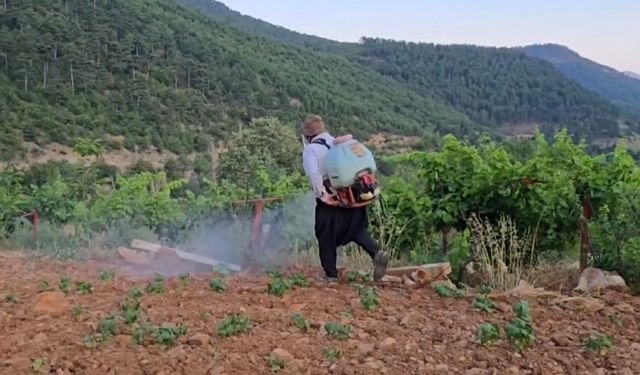 Adana'da Çekirge Alarmı! Üreticiler Destek Bekliyor