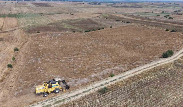 Adana'da Nohut Hasadı Başladı! Tarlada İlk Fiyatlar Belli Oldu