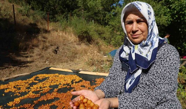 Adana'da Satılamayan Kirazlar Altına Dönüşüyor! Kilosu 100 TL'den Satılıyor