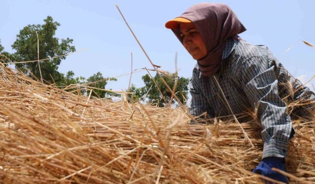 Adana'nın Zirvesinde Hasat Hâlâ Ata Usulü Yapılıyor