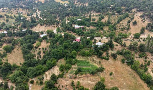 Feke'nin Dağ Köyünde Asırlık Yöntem! Kantaron ve Kekik Şifaya Dönüşüyor