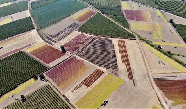 Rekolte Arttı, Gözler TMO'nun Açıklayacağı Fiyatta