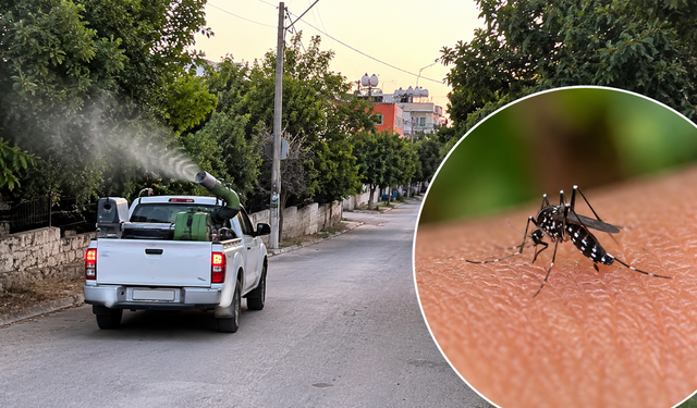 Adana'da Yaz Kabusa Döndü! Mahalleli İlaçlama Bekliyor