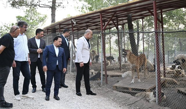 Sarıçam'da Sokak Hayvanlarına Doğal Yaşam Alanı