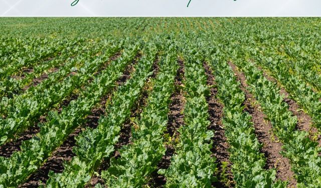 Bakan Yumaklı Müjdeyi Verdi: Pancar Üreticisine 2,7 Milyar Liralık Dev Avans Desteği