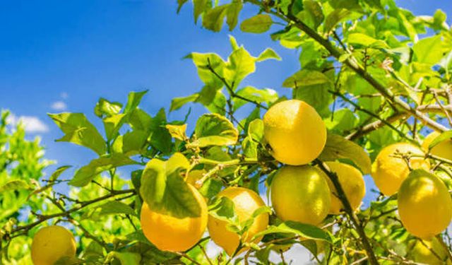 Yüreğir Ziraat Odası'ndan Limon Hasadı İçin Erken Takvim Çağrısı