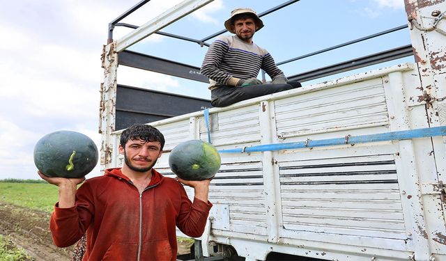 Adana'da Karpuz Hasadı Bitiyor! Tarladaki Fiyatlar Şaşırttı