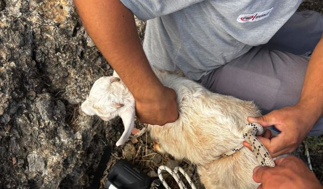 Adana İtfaiyesi Seferber Oldu! Kayalıkta Mahsur Kalan Keçi Kurtarıldı