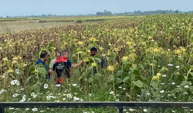Adana'da Yerli Ayçiçeği Tohumu Denemelerinde İlk Sonuçlar Umut Verdi
