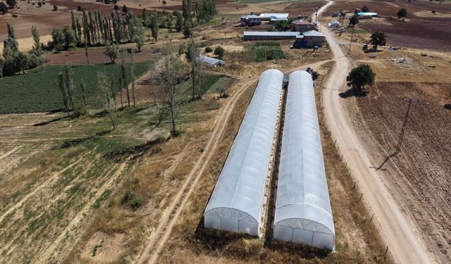 Adana’da 1.500 Rakımda Bir İlk! Baba-Kız Serada Domates Hasadı Yaptı