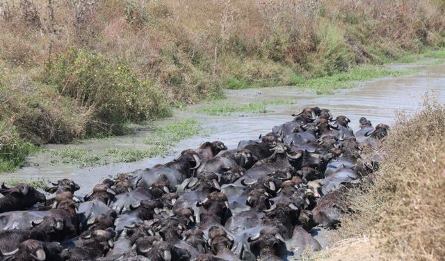 Afrika Değil, Adana: Adana’da Afrika Belgesellerini Aratmayan Görüntüler