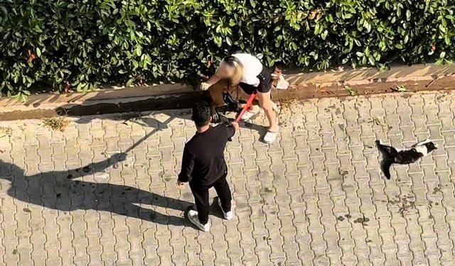 Adana’da Dehşet Anları! Pitbull Sokak Ortasında Kediyi Parçaladı