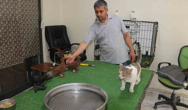 Milyonluk Güvercinleri 'Azılı Düşmanları' Koruyor