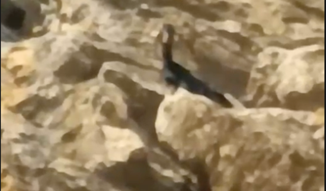 Kozan’da Keçiler İçin Seferberlik! Kayalıklarda Mahsur Kalan Keçiler Kurtarıldı