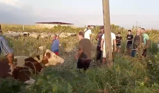 Ceyhan’da Kuyuya Düşen İnek İçin Seferberlik! İtfaiye Ekipleri Sağ Salim Kurtardı