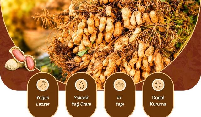 2023'te Tescillendi! Adana Yer Fıstığı Neden Bu Kadar Özel?