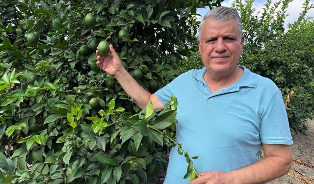 Limon Üreticisi Kara Kara Düşünüyor! Maliyeti 10 Lira, Verilen Fiyat 5 Lira