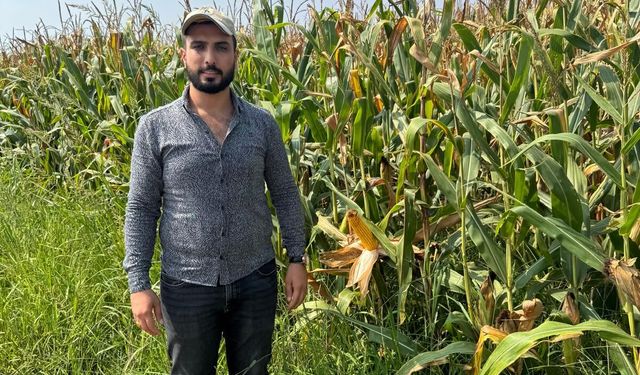Çukurova’da Çiftçi Neden Mısırı Tercih Ediyor? İşte Tarladaki Tercihin 7 Nedeni