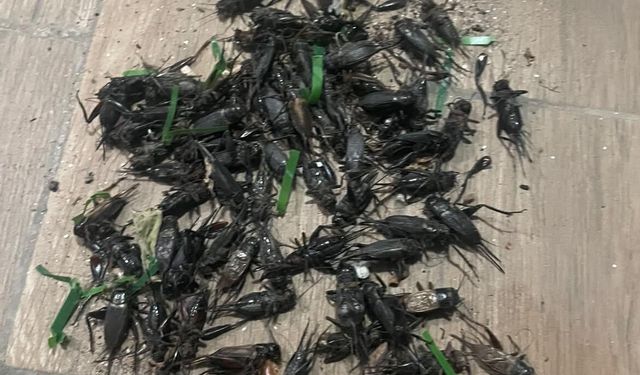 Adana’da Cırcır Böcekleri Neden Çoğaldı? Uzmanından Dikkat Çeken Açıklama