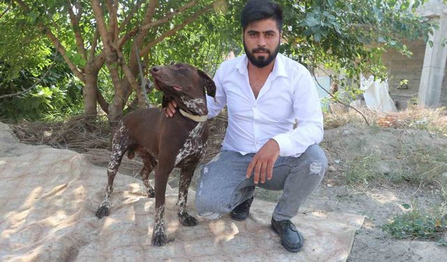 Adana’da Köpeğe Sopalı Saldırı Kamerada: Sahibi Şikayetçi Oldu