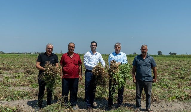 Adana’da Yer Fıstığı Hasadı Başladı: Türkiye Üretiminde Zirvede